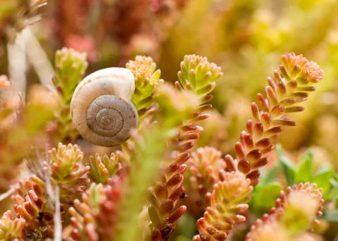 Snail resting 스톡 사진