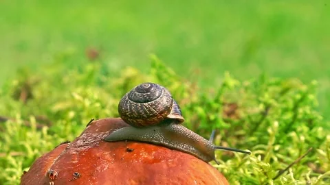 Snail resting on top of red mushroom outdoors Stock Footage 317517954