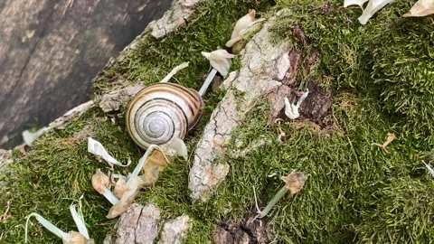 Snail resting on a tree trunk with moss Stock Footage 242664641