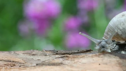 The snail is on the right in the frame, the background is blurred Stock Footage 166834330