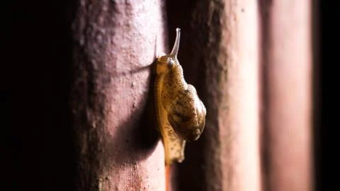 Snail rising up the wall Stock Photos