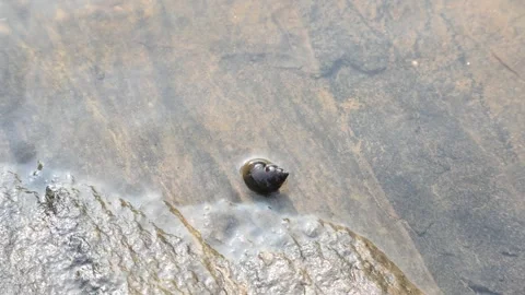 Snail on the river bank. Stock Footage 289728057