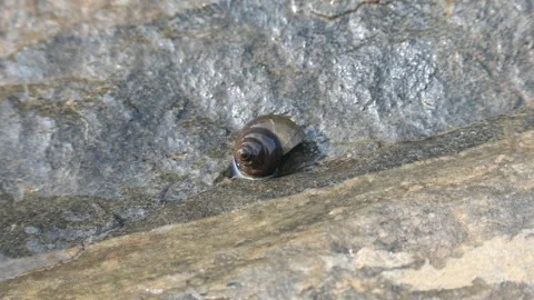 Snail on the river bank. Видео 289728139