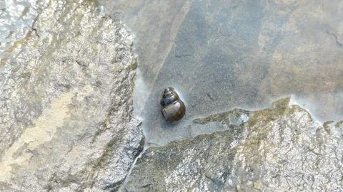 Snail on the river bank. Stockbeeldmateriaal 289728182