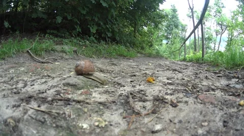 Snail on the road Stock Footage 52797977