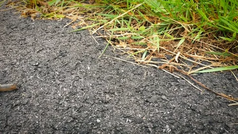 Snail on the road Stock Footage 71352341