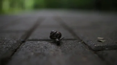 Snail on road Stock Footage 77375782