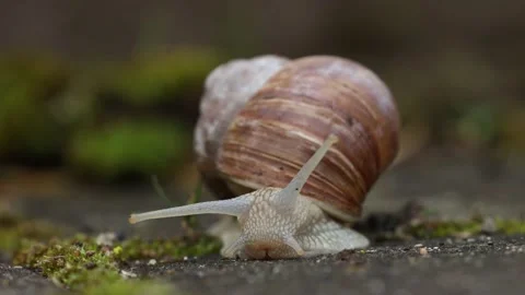 A snail on the road Stock Footage 154118189