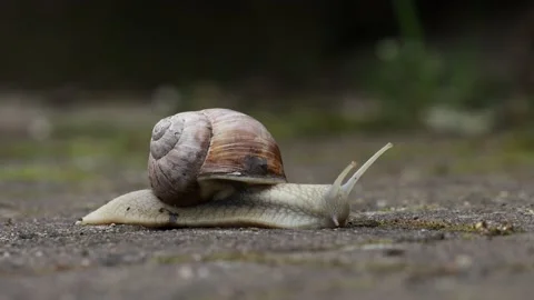A snail on the road Stock Footage 154119691
