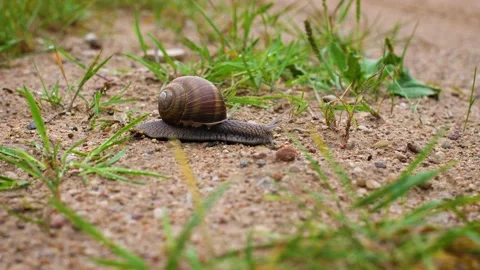 Snail on the road Video stock 195298636