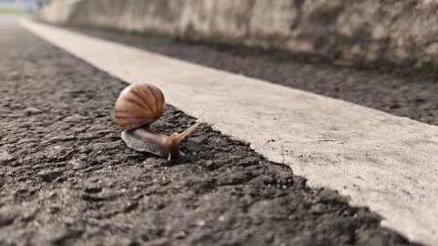Snail on the road Stock Footage 321544895
