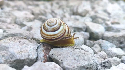 Snail on the road. Macro of beautiful small brown snail on street. Close up Stock Footage 167912481