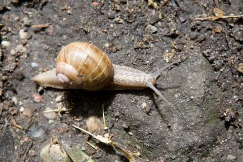 Snail on the road Stock Photos