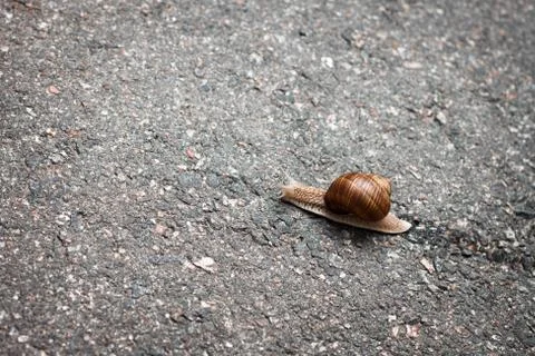 Snail on the road Stock Photos