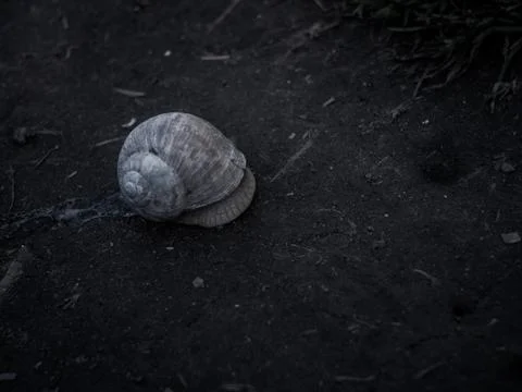Snail on the road 写真素材