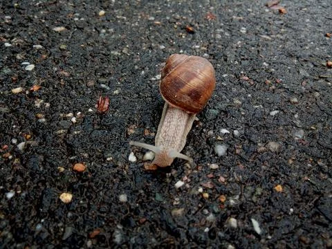 Snail on the road in Romania 库存照片