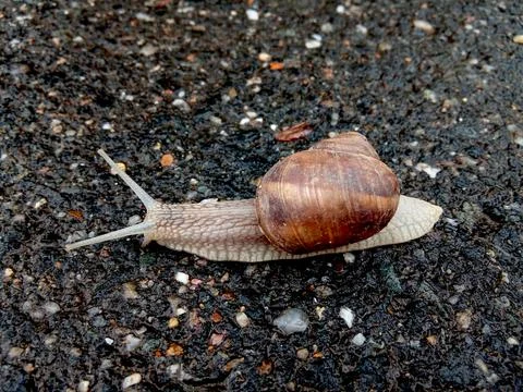 Snail on the road in Romania Stock Photos