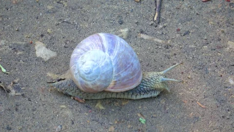 Snail on the road sand Stock Footage 274556188