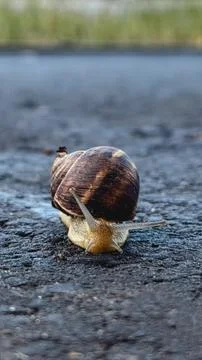 Snail on road symbolizing slow progress and persistence Stock Photos