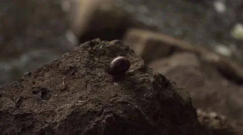 Snail on a Rock Close Up Vidéo 53232775
