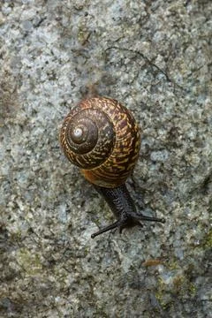 Snail on rock. Foto stock