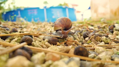 Snail on rocks Stock Footage 168388584