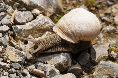 Snail on rocks Stock Photos