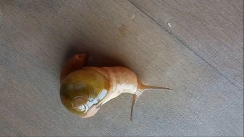 Snail rolling his body on the floor in the room Stock Footage 110402409