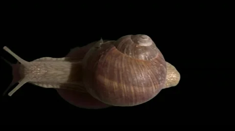 Snail run isolated Stock Footage 10940516