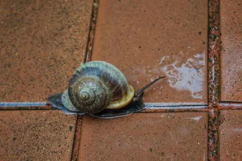 Snail runing Stock Photos