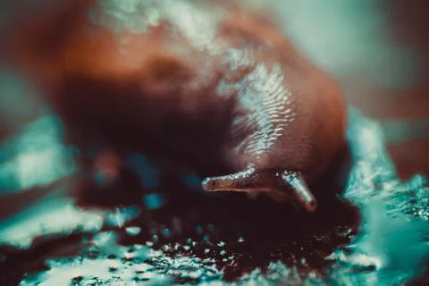 Snail running on a tree Stock Photos