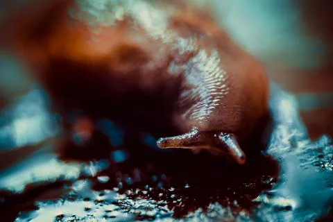 Snail running on a tree Foto stock