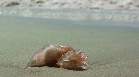 Snail on sand Stock Footage 60691696