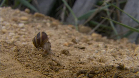 Snail in the sand 스톡 동영상 87762426