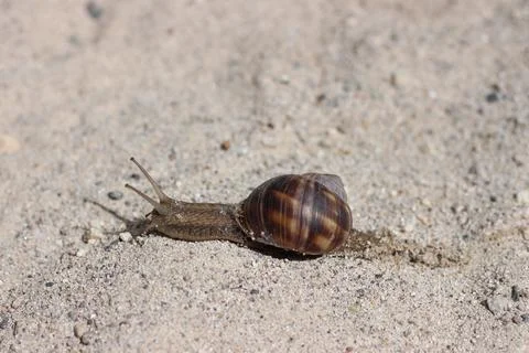 Snail On Sand Stockfoto's