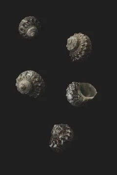 Snail sea shell macro close up Stock Photos
