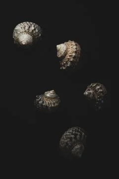 Snail sea shell macro close up Stock Photos