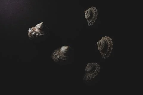 Snail sea shell macro close up Stock Photos