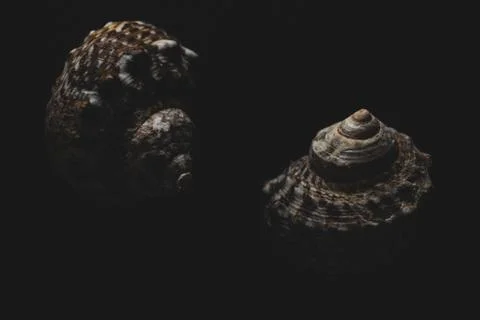 Snail sea shell macro close up Stock Photos