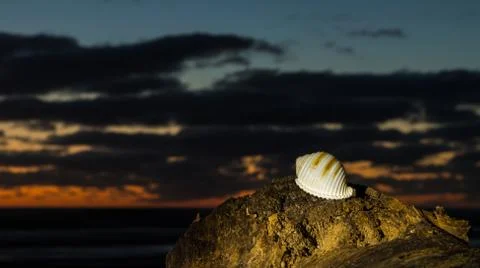 Snail Sea Shell Stock Photos