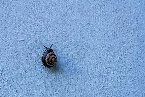 Snail in the seashell on blue wall Stock Photos