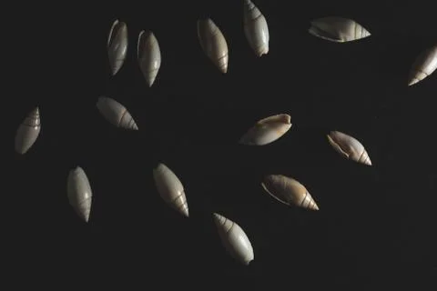 Snail seashell macro close up Stock Photos