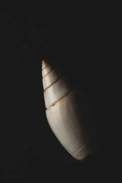 Snail seashell macro close up Foto stock
