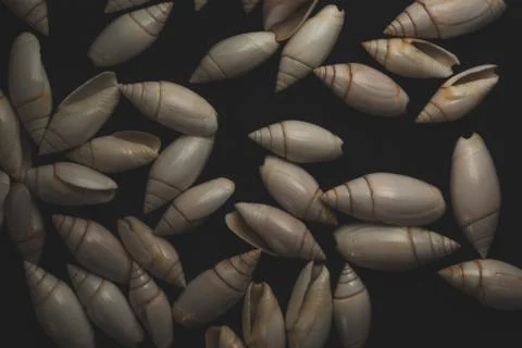 Snail seashell macro close up Stock Photos