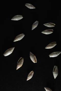 Snail seashell macro close up Stock Photos