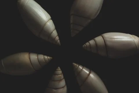 Snail seashell macro close up Stock Photos