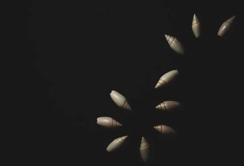 Snail seashell macro close up Stock Photos