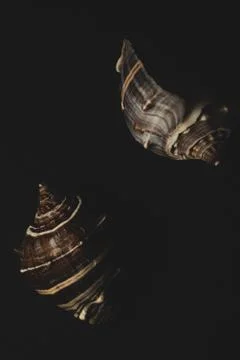 Snail seashell macro close up Stock Photos