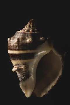 Snail seashell macro close up Stock Photos