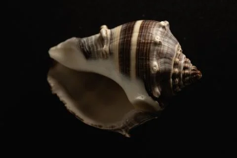 Snail seashell macro close up Stock Photos